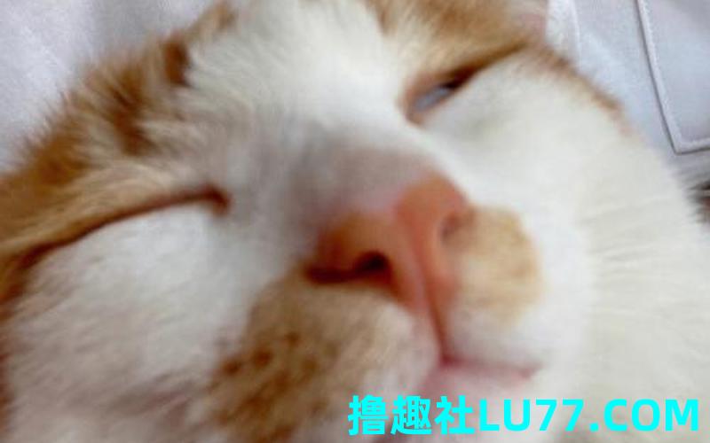 梦见逗人玩 梦见逗人玩