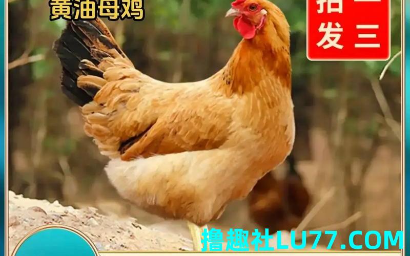 梦见黄母鸡