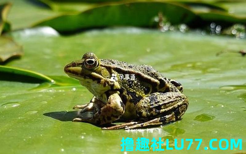 梦见背着青蛙 梦见背着青蛙