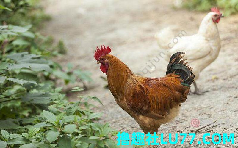 梦见麂 梦见麂