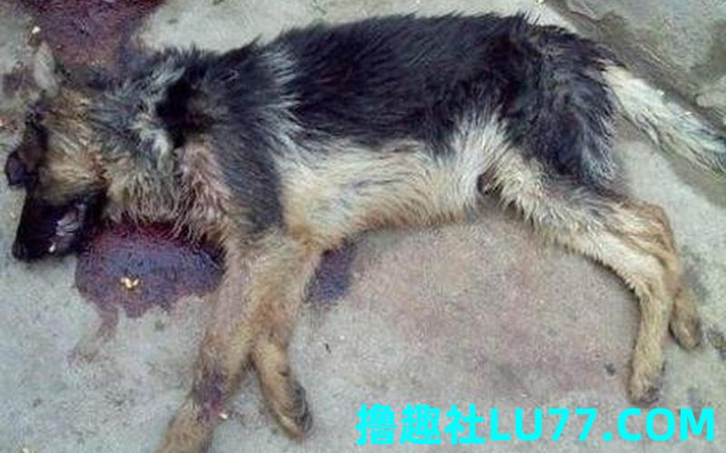 梦见狗死了 梦见狗死了
