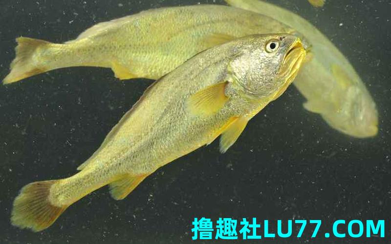 梦见黄颜色的鱼 梦见黄颜色的鱼