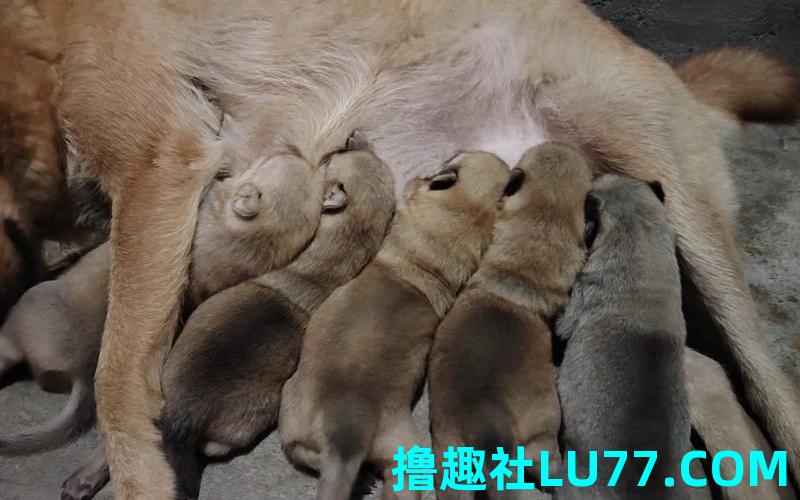 梦见家里的狗生了好多小狗