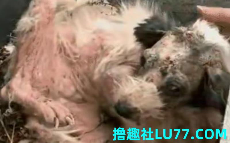 梦见羊死小狗