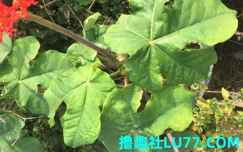 梦见青棘角 梦见青棘角
