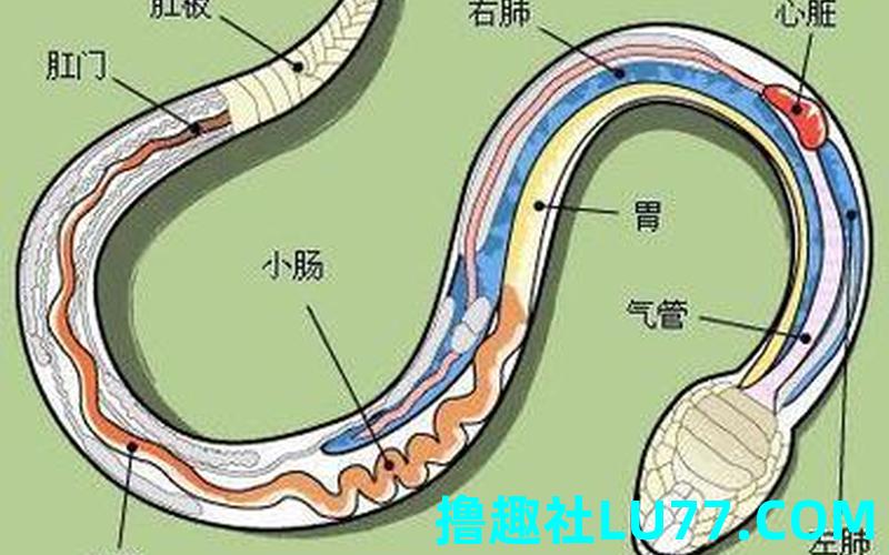 梦见吃一盘蛇 梦见吃一盘蛇