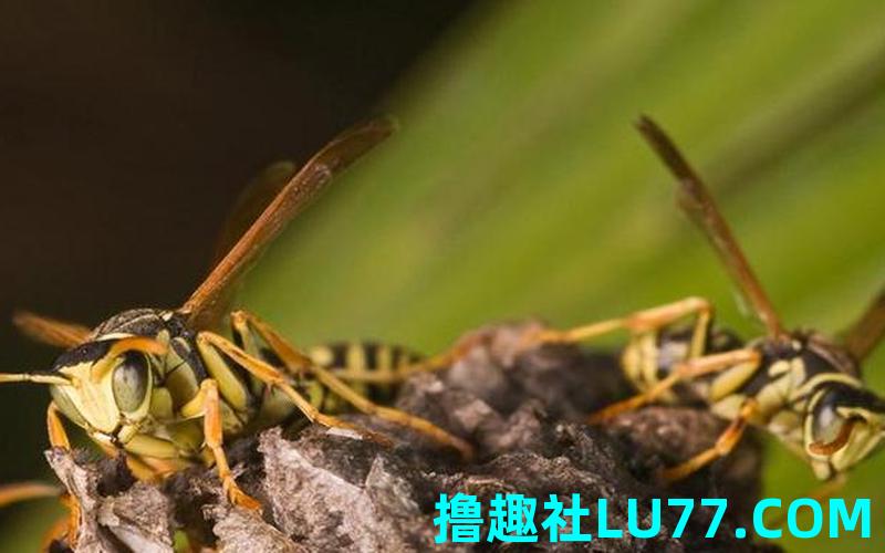 梦见被蛰 梦见被蛰