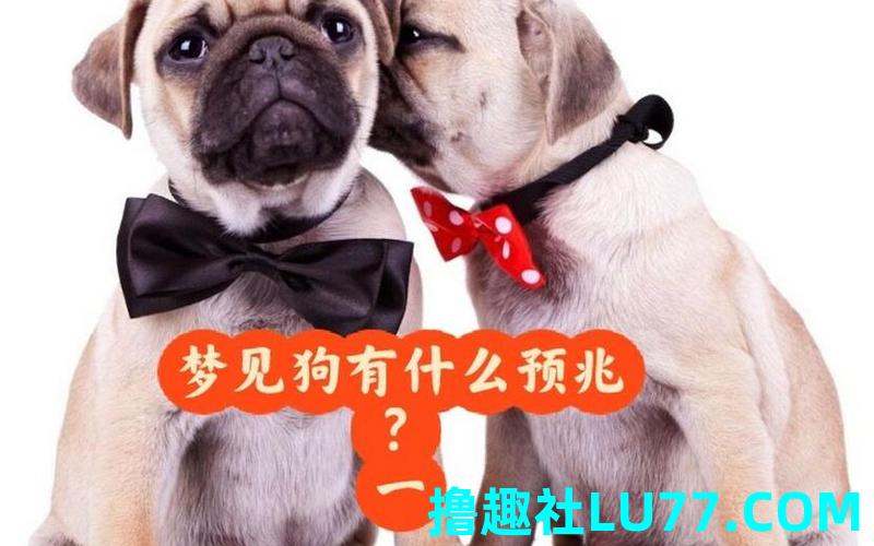 自己梦见狗跟自己 自己梦见狗跟自己