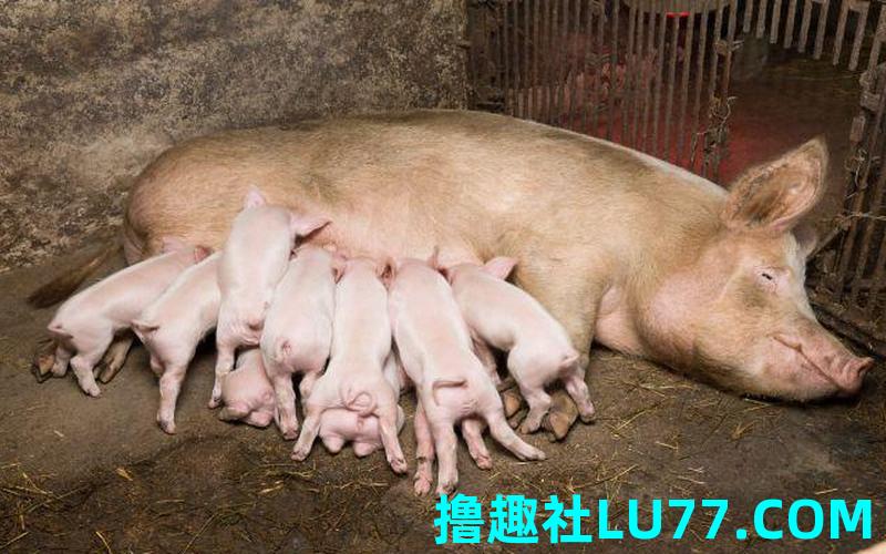 梦见别人养很多猪