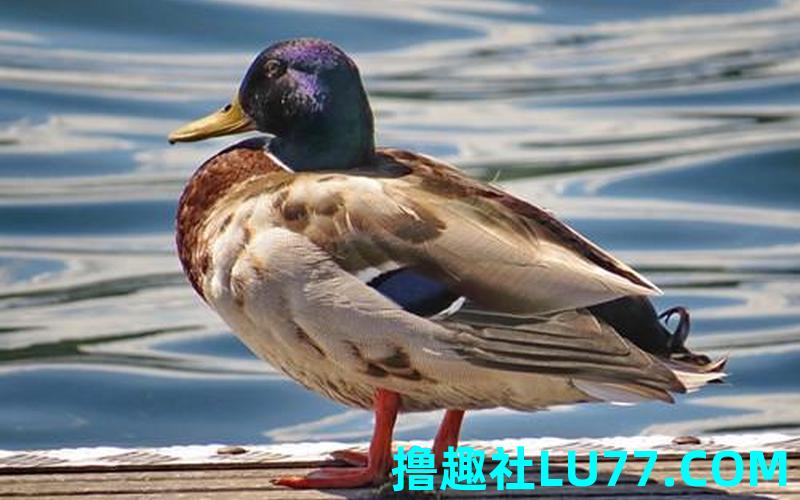 梦见自己小时候的玩伴 梦见自己小时候的玩伴