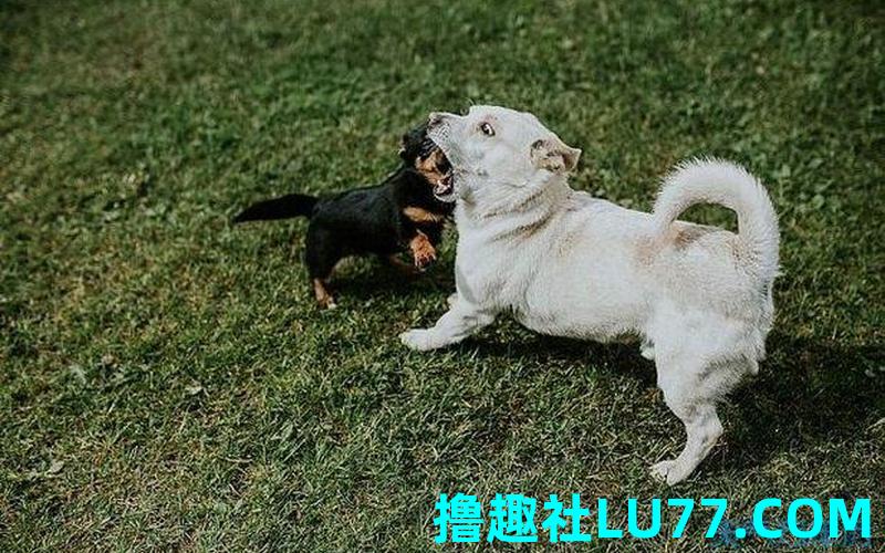 梦见自己养了好多狗 梦见自己养了好多狗