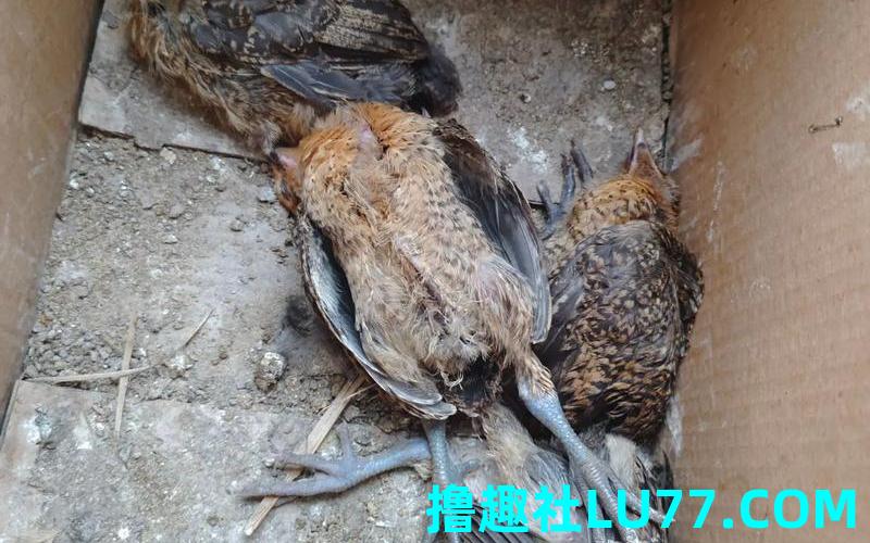 梦见鸡崽死了 梦见鸡崽死了