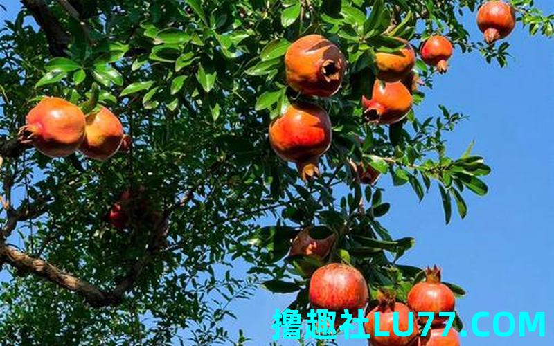梦见石榴树结果 梦见石榴树结果