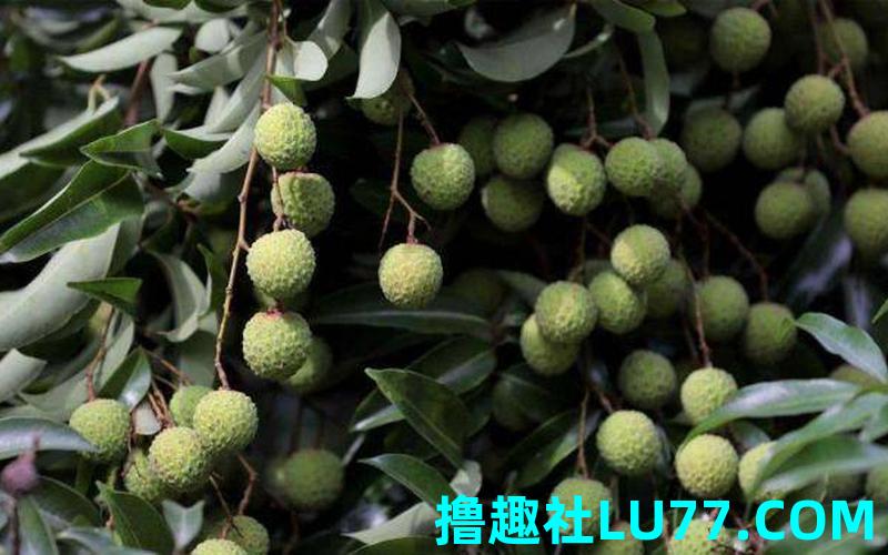 梦见青荔枝