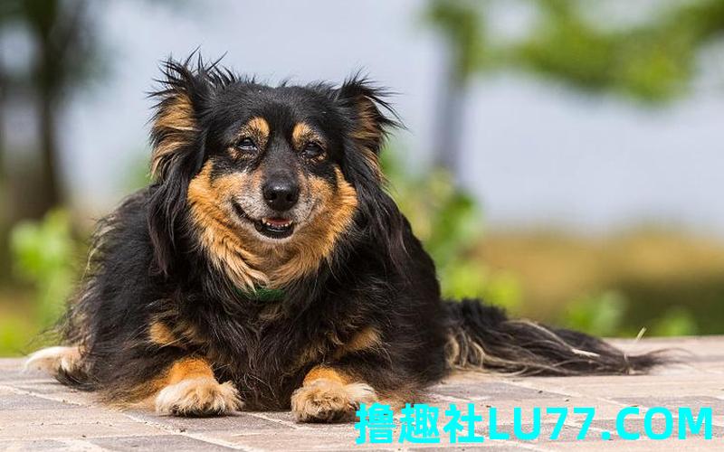 梦见黑红狗