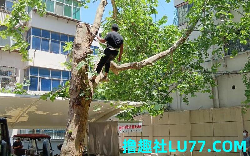 梦见别人砍自己的树