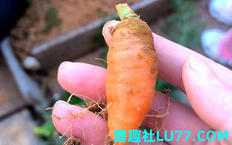 梦见胡罗卜