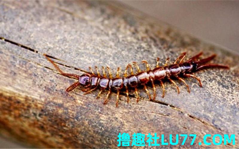 梦见吴蚣咬自己