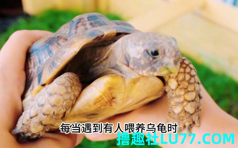 梦见龟出宅
