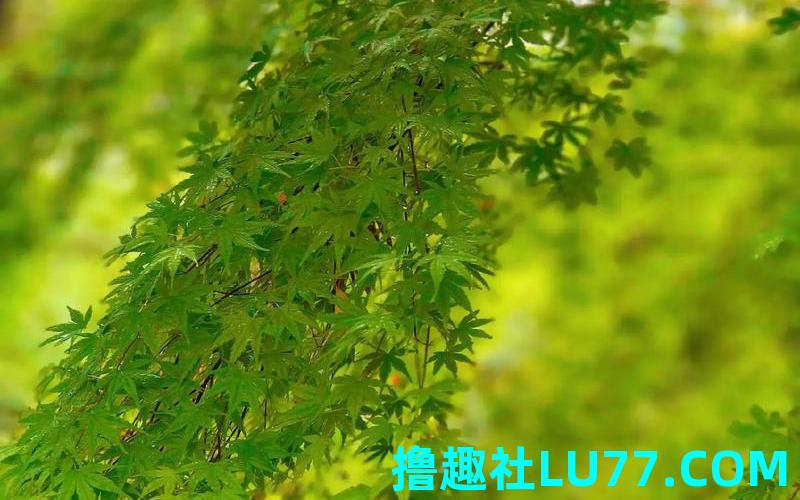 梦见青绿树 梦见青绿树