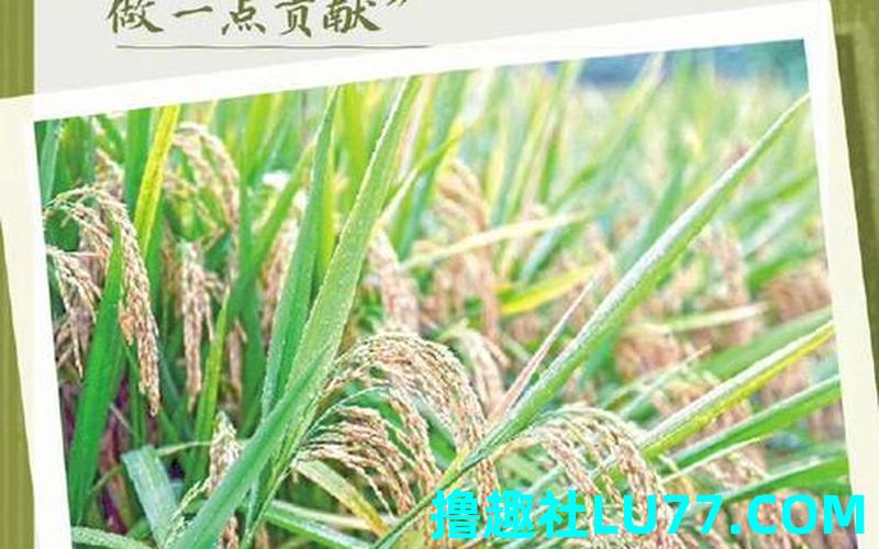 梦见袁