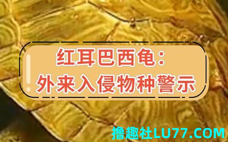 梦见一只红龟 梦见一只红龟