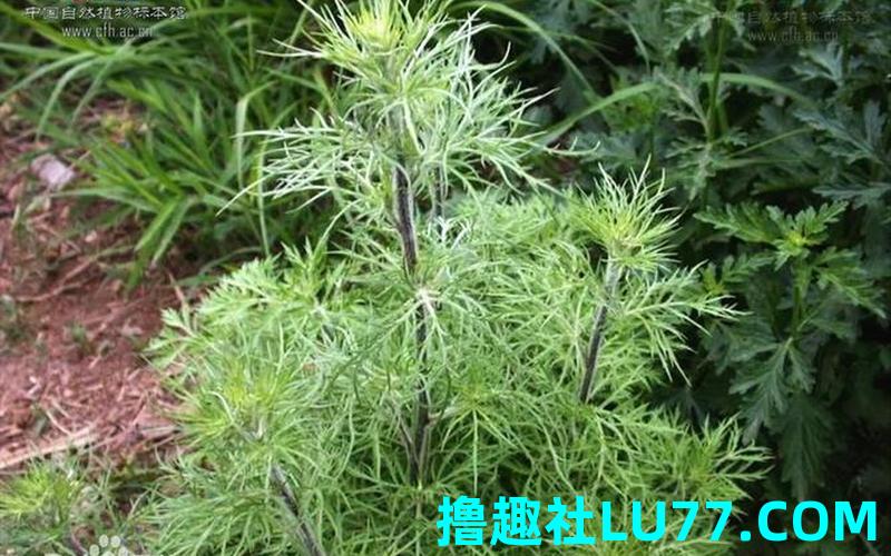 梦见黄蒿草