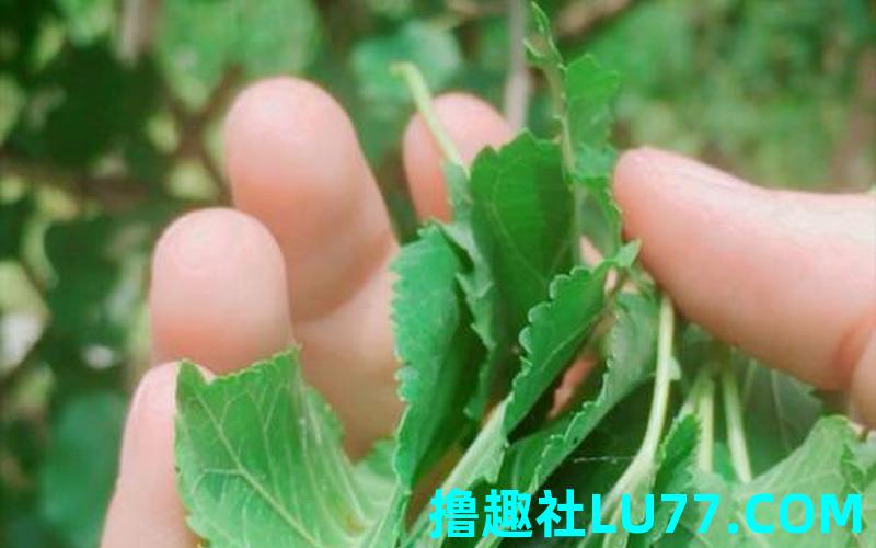 梦见采桑叶