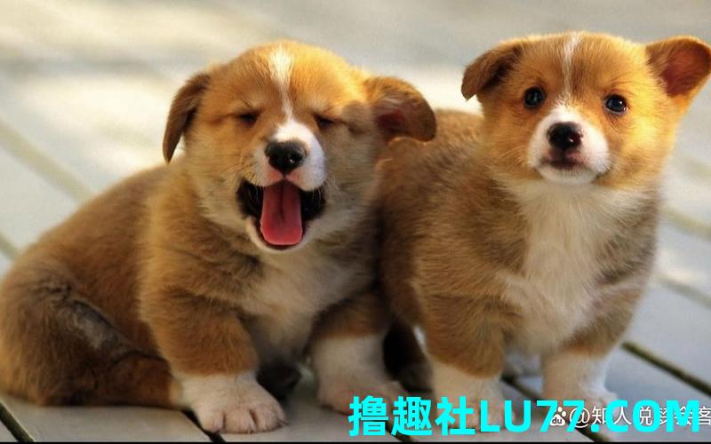 梦见两个狗狗 梦见两个狗狗