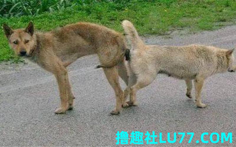 梦见狗性交是什么意思