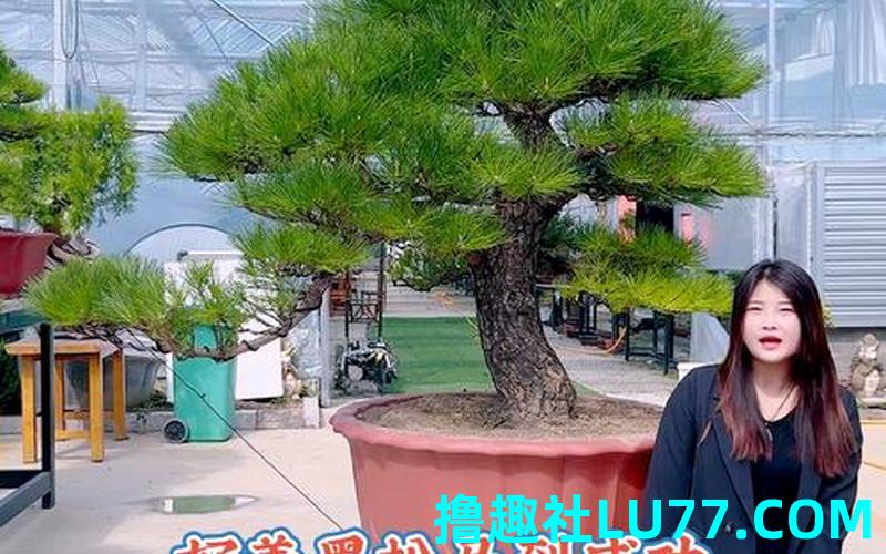 梦见黑松木 梦见黑松木