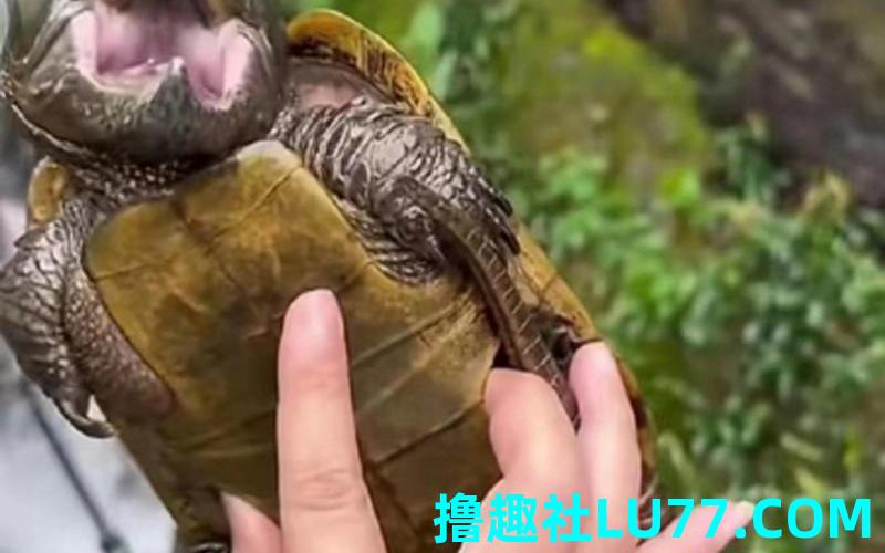 梦见抠结了龟 梦见抠结了龟