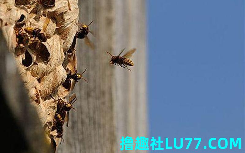 梦见蚂蜂成群