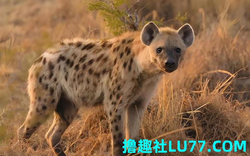 梦见鬣