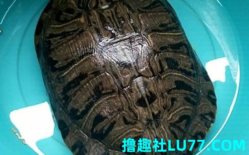 梦见钓鱼钓到乌龟是什么意思