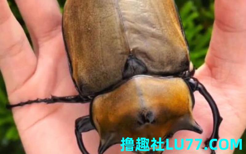 梦见甲虫很大