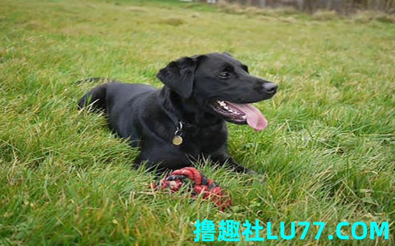 梦见黑狗进家