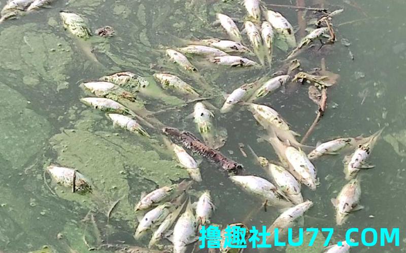 周公解梦梦见好多死鱼