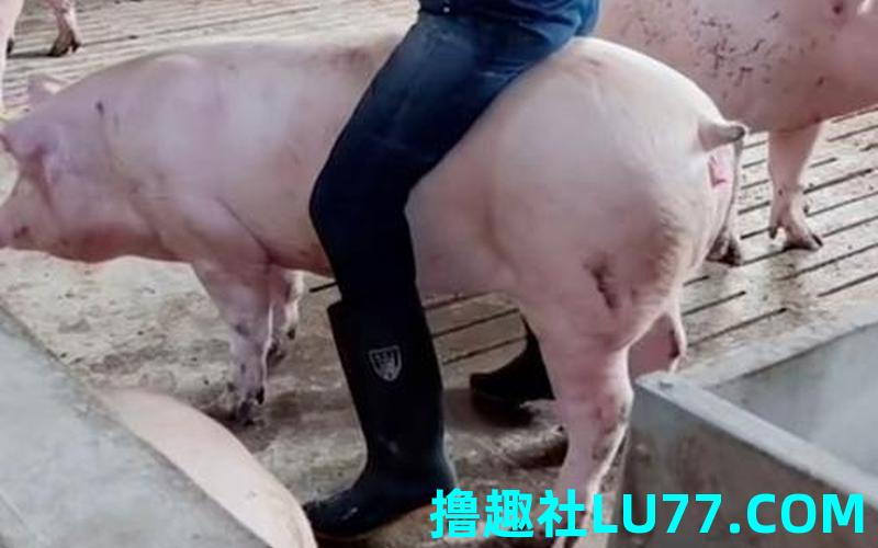 梦见骑在猪背上跑