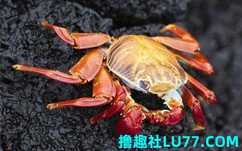 梦见螃蟹大红