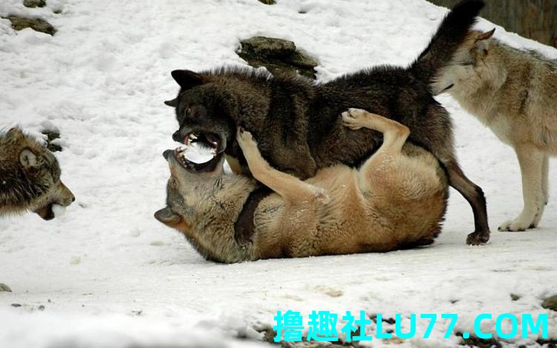 梦见和狼狗打架 梦见和狼狗打架