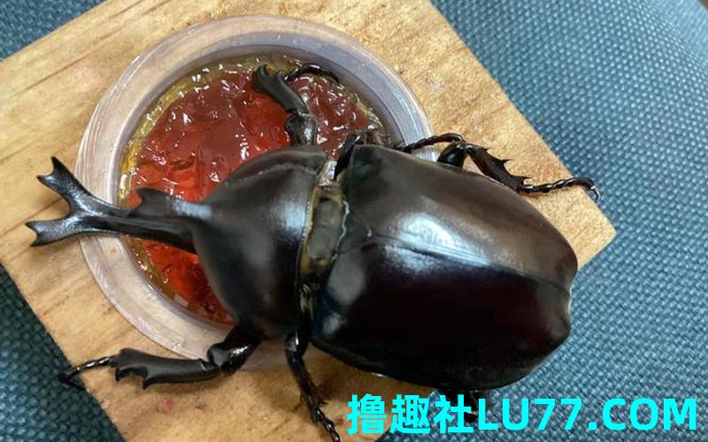 梦见牛角仙