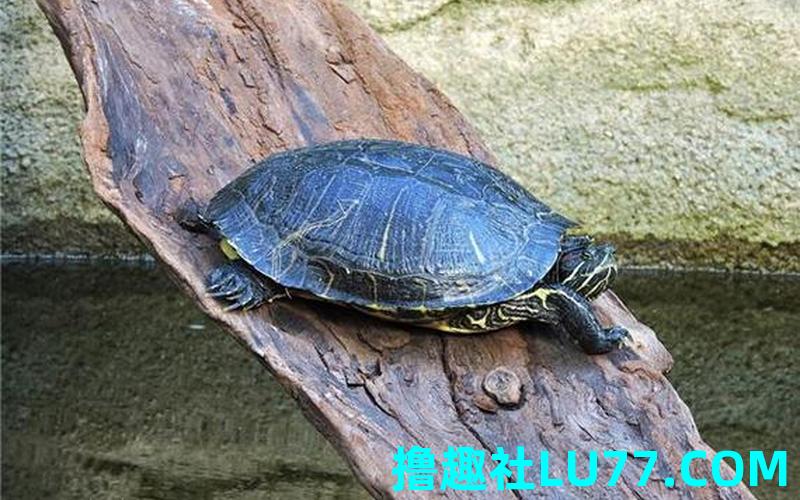梦见鉣