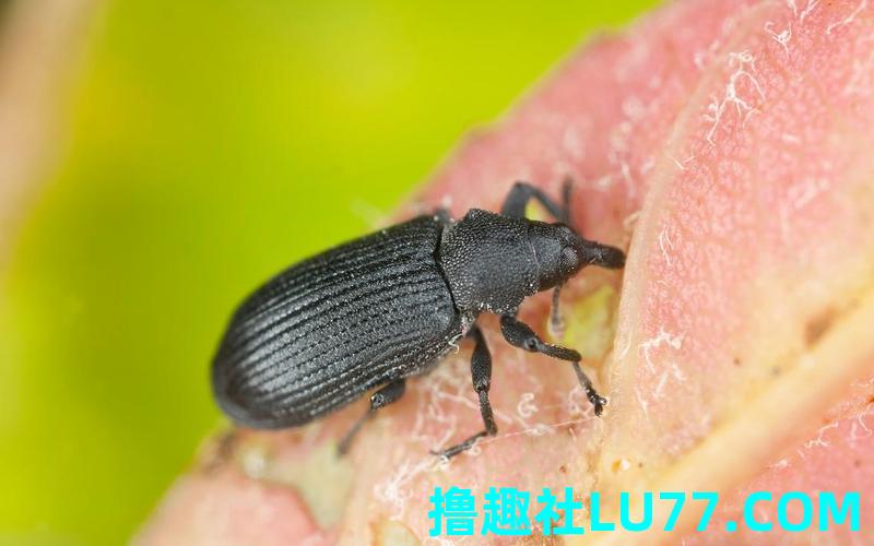 梦见抓寄居虫 梦见抓寄居虫