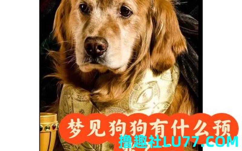 做梦梦见小狗 做梦梦见小狗