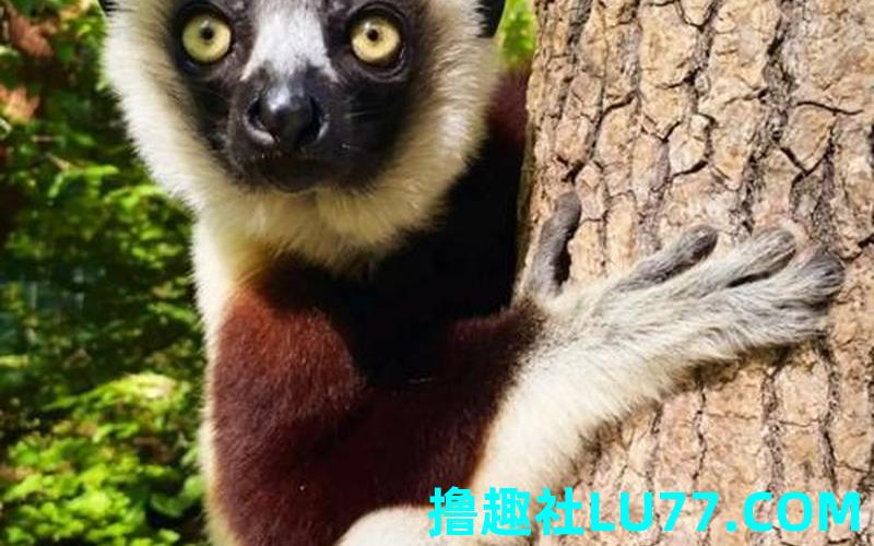 梦见黄貂