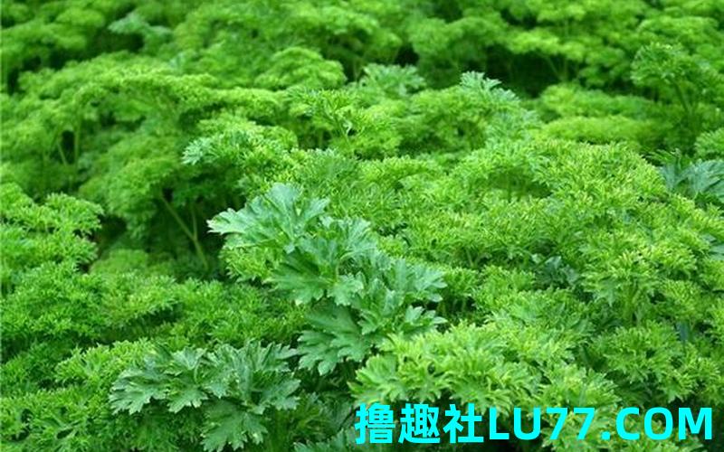 经常梦见青菜 经常梦见青菜