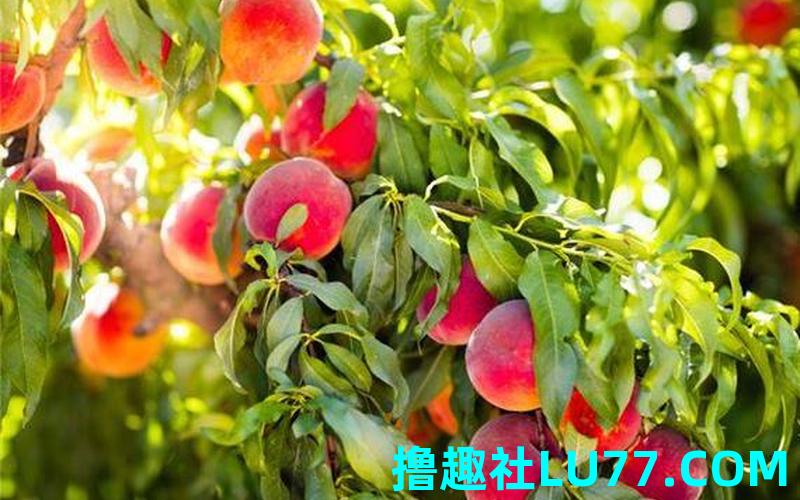 女人梦见好多桃子