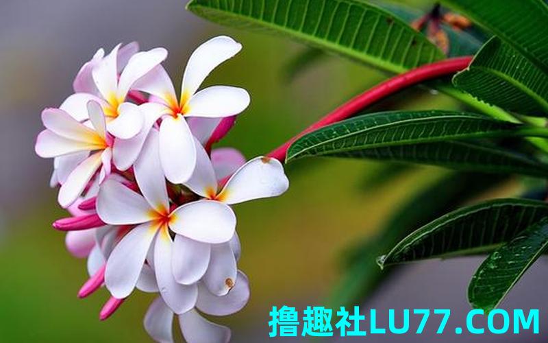 孕妇梦见绿色花