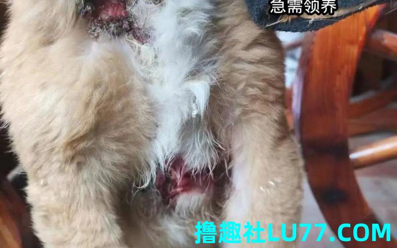 梦见被狗皮